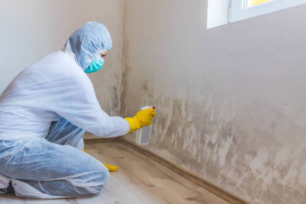 Licensed Commercial Mold Remediation service in East Earl, PA - WQB Mold Removal